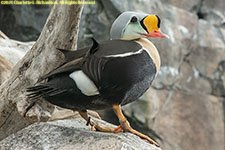 king eider